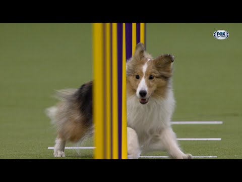 Swindle the Shetland Sheepdog wins the 12″ class | Westminster Kennel Club