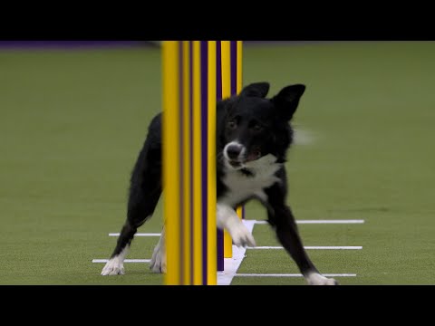 Vanish the Border Collie wins the 16″ class | Westminster Kennel Club