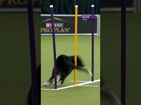 Vanish …. VANISHED ๐๐ค #westministerkennelclub