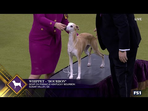 Bourbon the Whippet wins the WKC Hound Group | Westminster Kennel Club