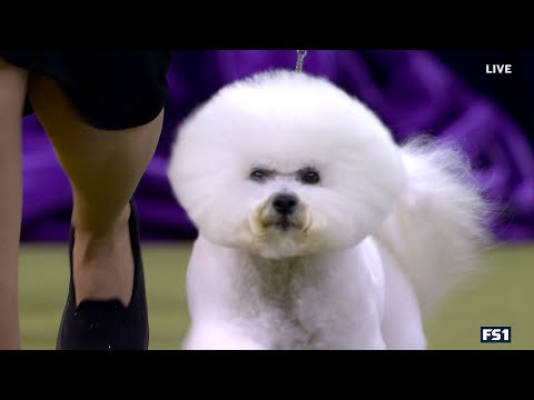 Neal the Bichon Frisé wins the WKC Non-Sporting Group | Westminster Kennel Club
