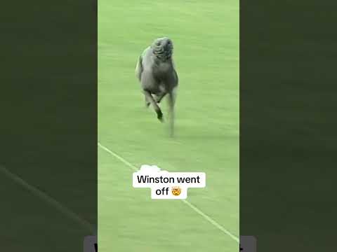 Winston so tough 😮💨