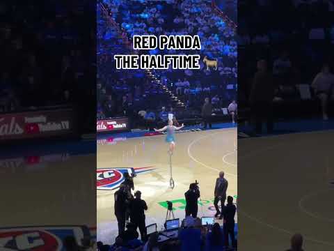 Red Panda at the NBA Finals 🐐