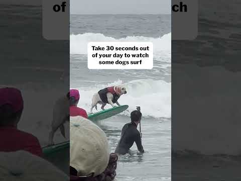 The 2025 World Dog Surfing Championships was electric ⚡️ #shorts
