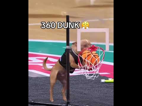 This dog has SKILL ๐ฎโ๐จ