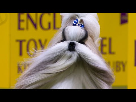 Types of dogs you didn’t know existed 🤯