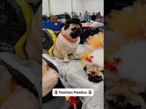 🐶🚨CALL THE FASHION PAWLICE 🐶🚨