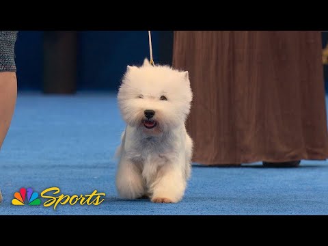 National Dog Show 2025: Terrier Group (Full Judging) | NBC Sports