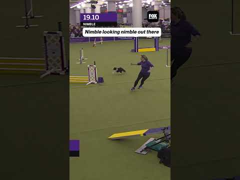 Blink and you’ll miss this run ❤️ #dog #nimble #speed #agility