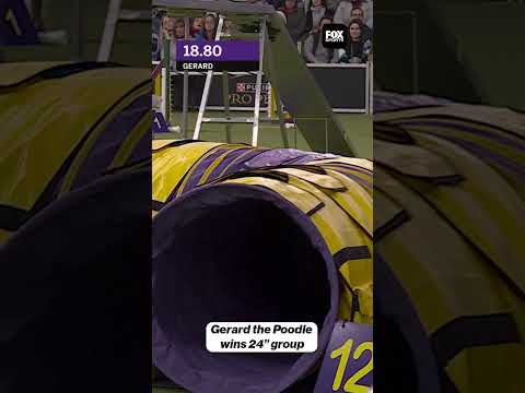 Gerard the Poodle has some serious speed 🔥 #Gerard #poodle #dogshow #westminster