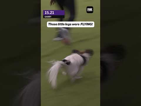This dog is so SMALL but so FAST 💨 #dog #Dogs #wkc #dogshow #fast