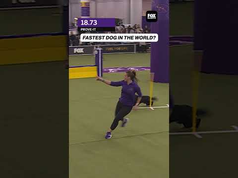Prove-it PROVED IT 😱 #Dog #WestminsterKennelClub #ProveIt #Speed