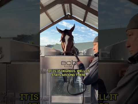 From equine sport to equine spa 🏇💆♂️