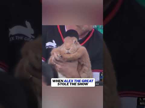 That rabbit is MASSIVE ๐ฐ