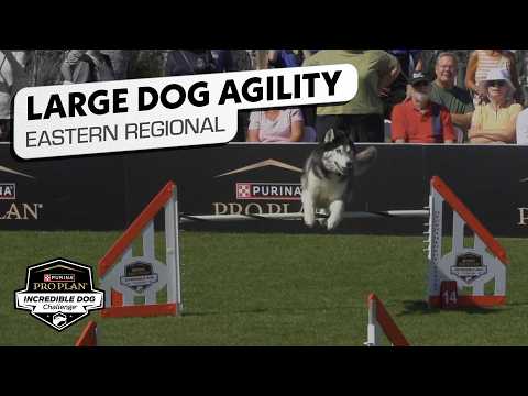 Incredible Dog Challenge 2026: Large Dog Agility Competition Eastern Regional | NBC Sports