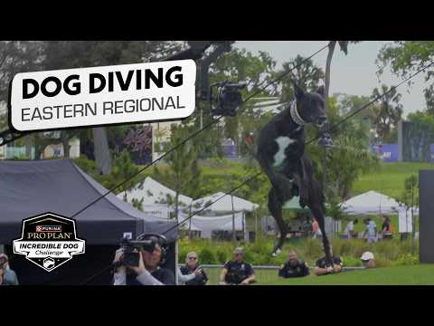 Incredible Dog Challenge 2026: Dog Diving Eastern Regional | NBC Sports