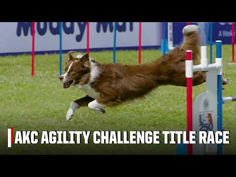 Team Boston wins inaugural AKC Agility Team Challenge ๐