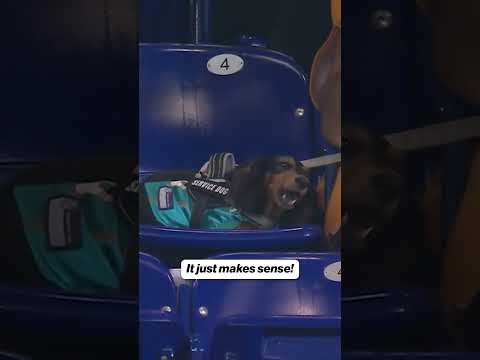 Dogs everywhere 😅 #mlb #baseball #dog